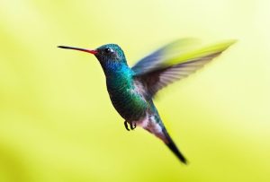 Google Hummingbird (Sinekkuşu) Güncellemesi