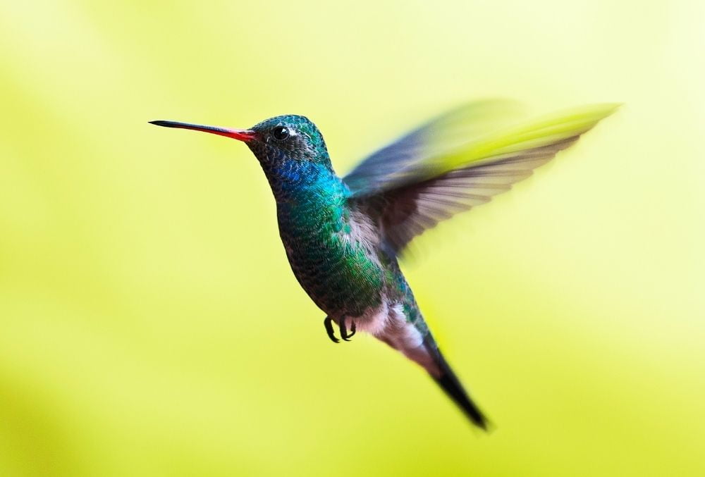 Google Hummingbird (Sinekkuşu) Güncellemesi